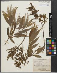 Foto von Salix alba L. x Salix fragilis L.